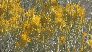 约翰天昆虫对兔布什股票视频