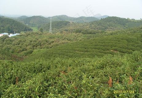 茶园风景图片