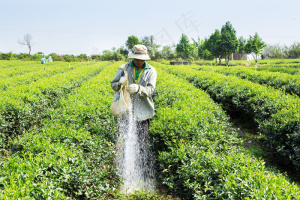 茶山里撒化肥的农民