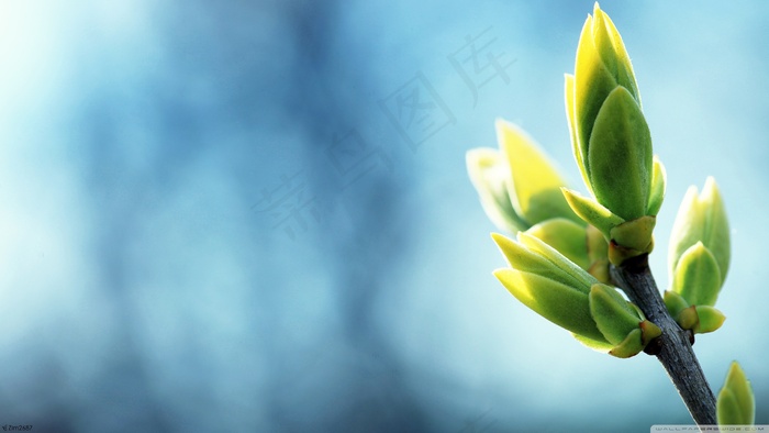 花苞图片