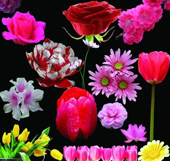 花朵大全图片 花朵大全图片