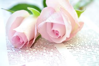 粉色玫瑰花静物设计素材