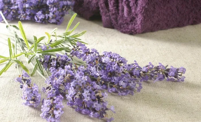 薰衣草疗法图片