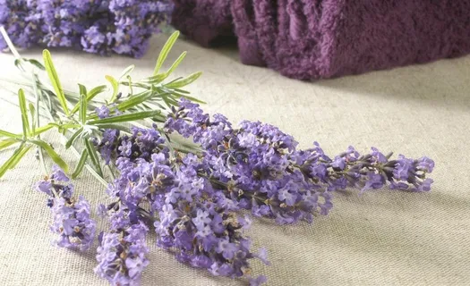 薰衣草疗法图片