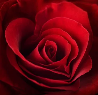 美丽玫瑰花瓣特写图片