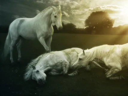 悲伤的马 悲伤的马