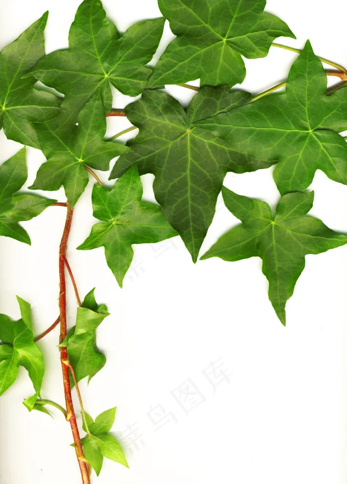 植物学的