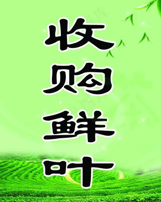 收购鲜叶图片