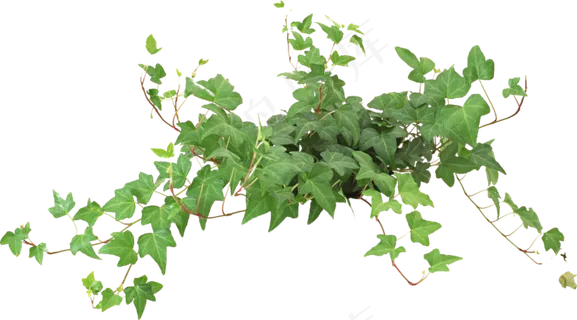 65款绿色树藤树叶花藤藤蔓图片pn...