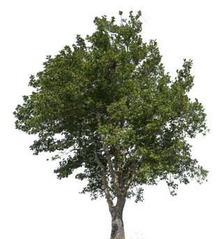 乔木 绿色 树木 免抠