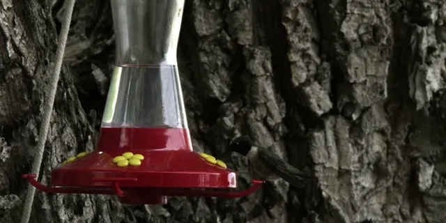 在喂鸟器7 4K超高清的蜂鸟 在喂鸟器7 4K超高清的蜂鸟