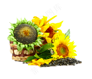 卡通手绘向日葵太阳花背景素材