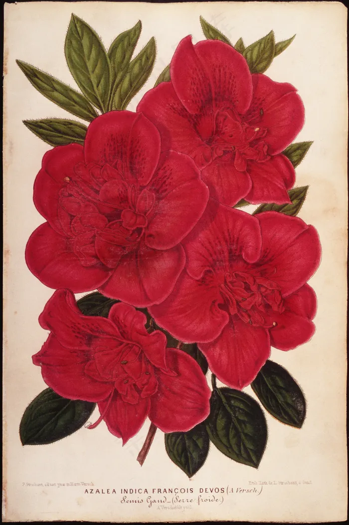花草 植物 钢笔画 西洋美术_00...
