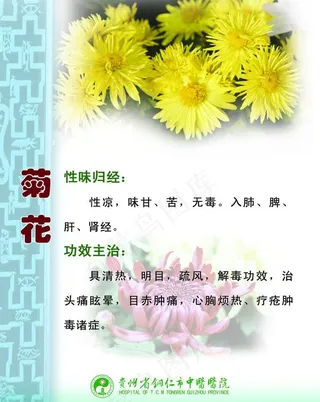 菊花药物作用图片
