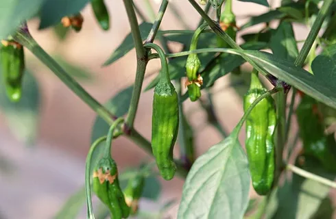 辣椒 青椒图片 辣椒 青椒图片