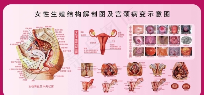 女性生殖解剖图(7558X3780(DPI:120))psd模版下载
