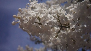 桃花蕾模板下载