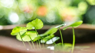 清新童年草图片