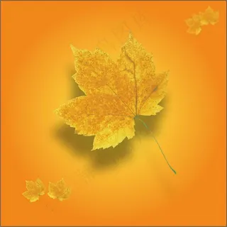 枫叶素材免抠