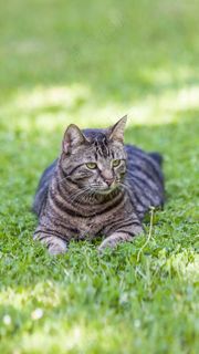 草地上的猫咪高清摄影图片