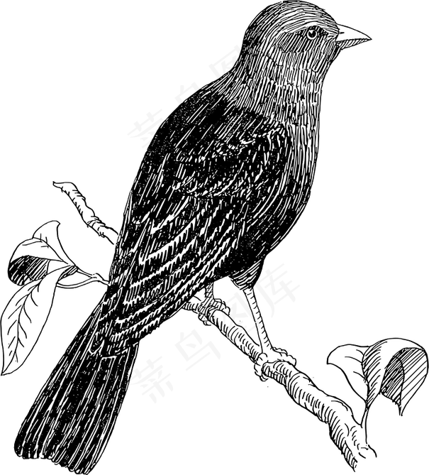 燕八哥