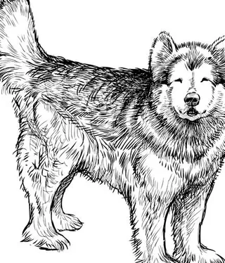 手工绘制的爱斯基摩狗矢量01