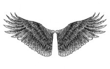 手绘的翅膀