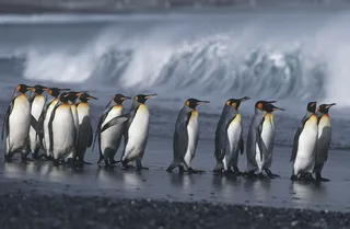 冰面上的一群企鹅图片