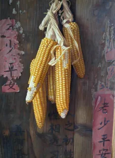 静物画玉米图片 静物画玉米图片