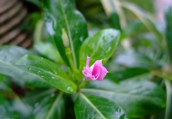 长春花（五瓣梅）图片