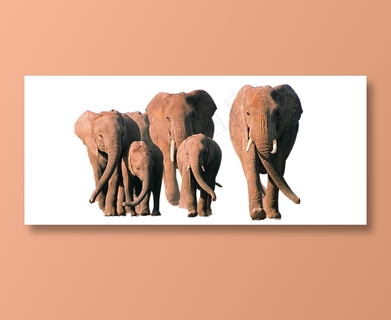 大象免抠素材PSD分层