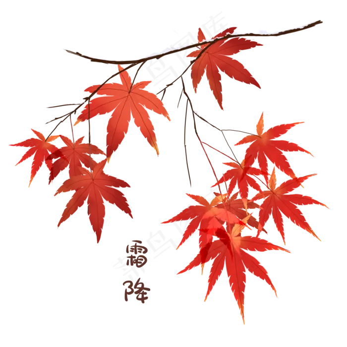 霜降枫叶传统节气手绘,免抠元素(2000*2000px 300 dpi )psd模版下载