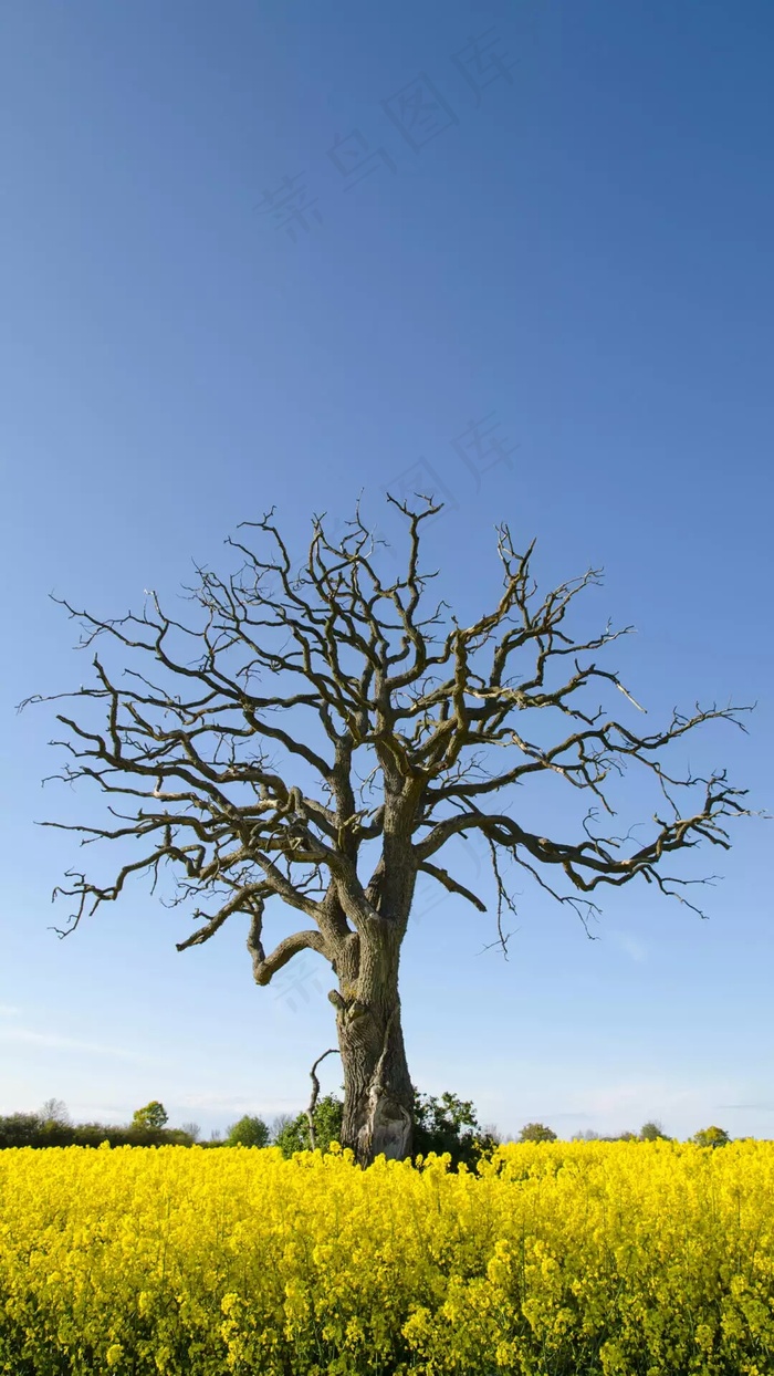 花海的树高清摄影图片