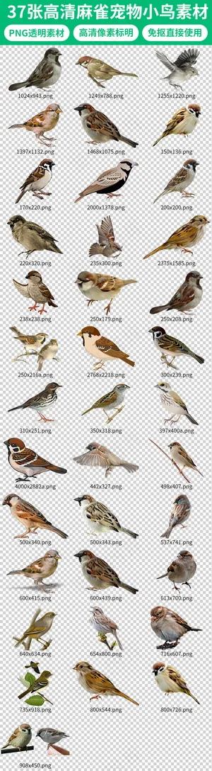 可爱小鸟麻雀动物设计素材