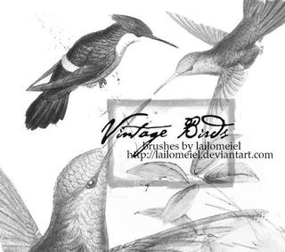 复古 鸟 笔刷图片