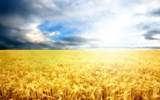 金色稻田背景素材