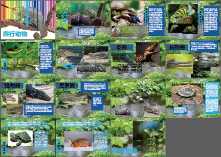 爬行动物画册 两栖动物 蜥蜴 鳄鱼乌龟画册