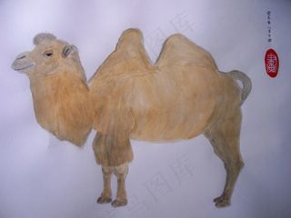 水粉画 骆驼 国画图片
