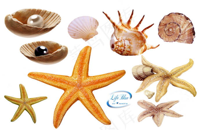 海螺海星素材分层免扣大图