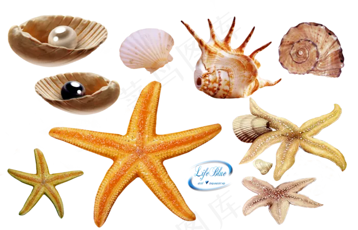 海螺海星素材分层免扣大图