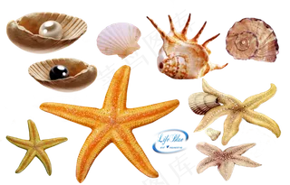 海螺海星素材分层免扣大图
