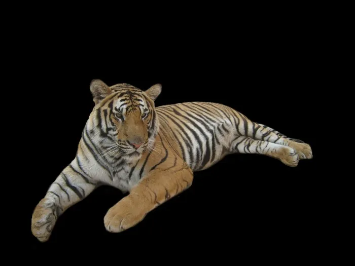 老虎免抠素材PSD分层(3072X2304(DPI:72))psd模版下载