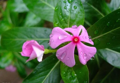 长春花（五瓣梅）图片