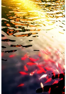 阳光下的鱼群图片