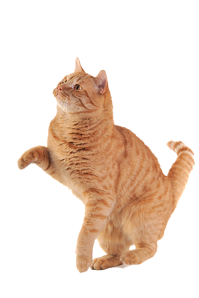 各种可爱小猫素材分层免扣大图psd模版下载