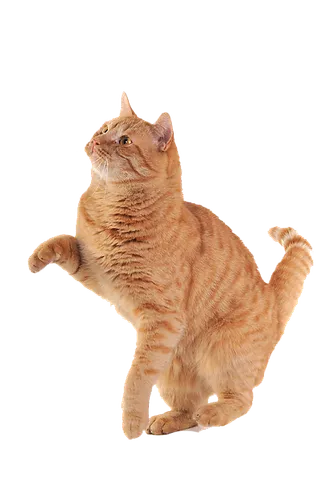 各种可爱小猫素材分层免扣大图