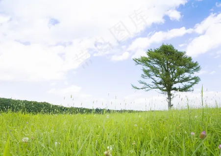 春天绿色草地与小花高清图片