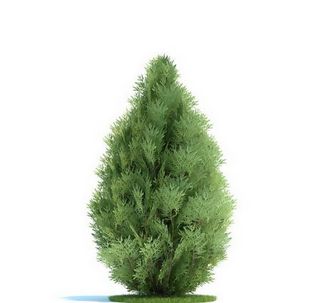 扁柏3D模型，树木3D模型免费下载...