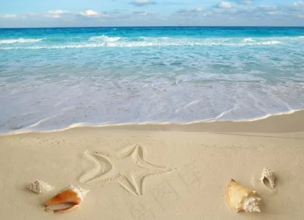 沙滩上的贝壳图片 沙滩上的贝壳图片