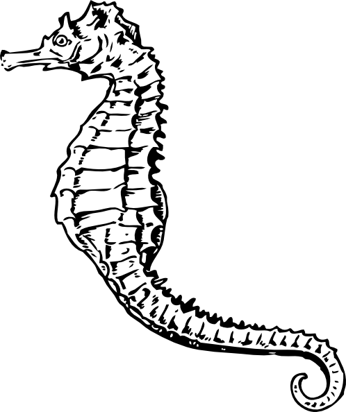 海马的剪辑艺术